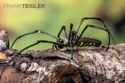 Riesenradnetzspinne, Nephila Maculata -Terrarientier laden Riesenradnetzspinne Nephila maculata 5