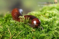 Riesiger Feuer-Tausendfüßer, Pelmatojulus Excisus -Terrarientier laden Riesiger Feuer Tausendfuesser Pelmatojulus excisus 3