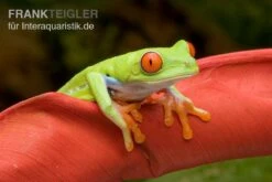Rotaugenlaubfrosch, Agalychnis Callidryas DNZ -Terrarientier laden Rotaugenlaubfrosch Agalychnis callidryas 02