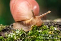 Rote Hausschnecke, Limicolaria Sp. "Deep Red" -Terrarientier laden Rote Hausschnecke Limicolaria sp Deep Red 4