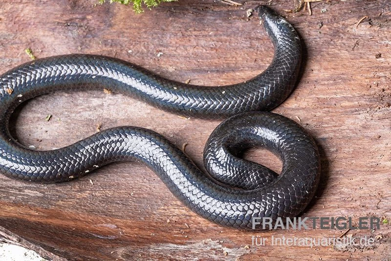 Rotschwanz-Walzenschlange, Cylindrophis Ruffus 2 Rotschwanz-Walzenschlange, Cylindrophis Ruffus – Bild 2