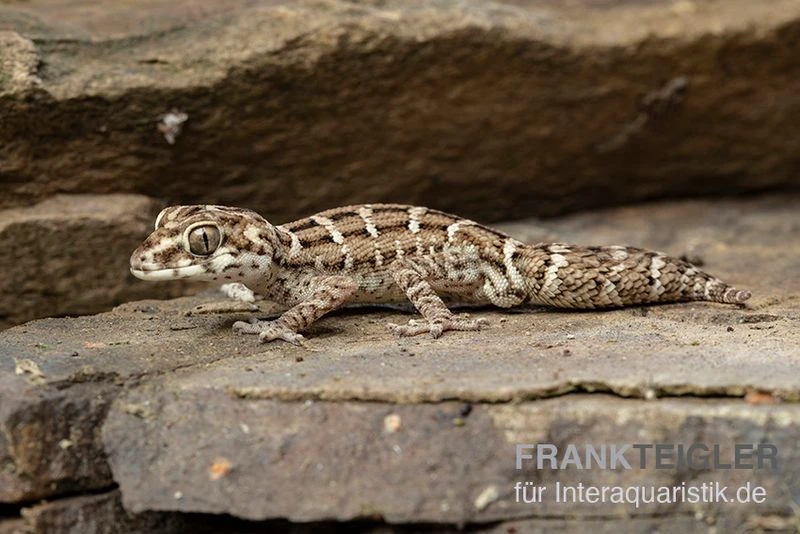 Rübenschwanz-Viperngecko, Hemidactylus Imbricatus 1 Rübenschwanz-Viperngecko, Hemidactylus Imbricatus