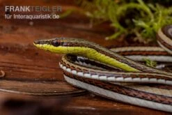 Sandrenn-Natter, Psammophis Elegans -Terrarientier laden Sandrenn Natter Psammophis elegans 03