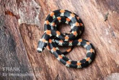 Schwarzgebänderte Wühltrugnatter, Scolecophis Atrocinctus -Terrarientier laden Schwarzgebaenderte Wuehltrugnatter Scolecophis atrocinctus 3
