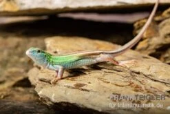 Sechsstreifen-Rennechse, Aspidoscelis Sexlineatus -Terrarientier laden Sechsstreifen Rennechse Aspidoscelis sexlineatus 3