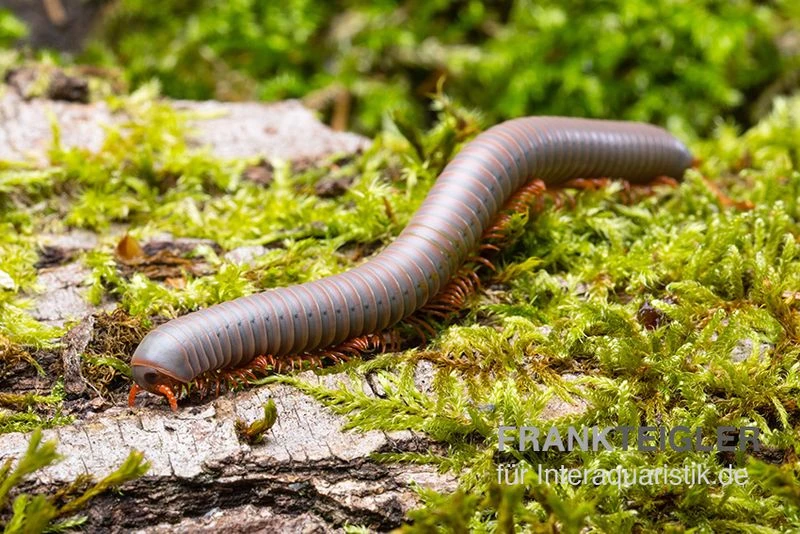 Silberner Tausendfüßer, Aulacobolus Unicatus "Silver" 1 Silberner Tausendfüßer, Aulacobolus Unicatus "Silver"