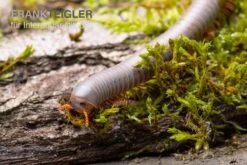 Silberner Tausendfüßer, Aulacobolus Unicatus "Silver" 5 Silberner Tausendfüßer, Aulacobolus Unicatus "Silver" -Terrarientier laden Silberner Tausendfuesser Aulacobolus unicatus Silver 3