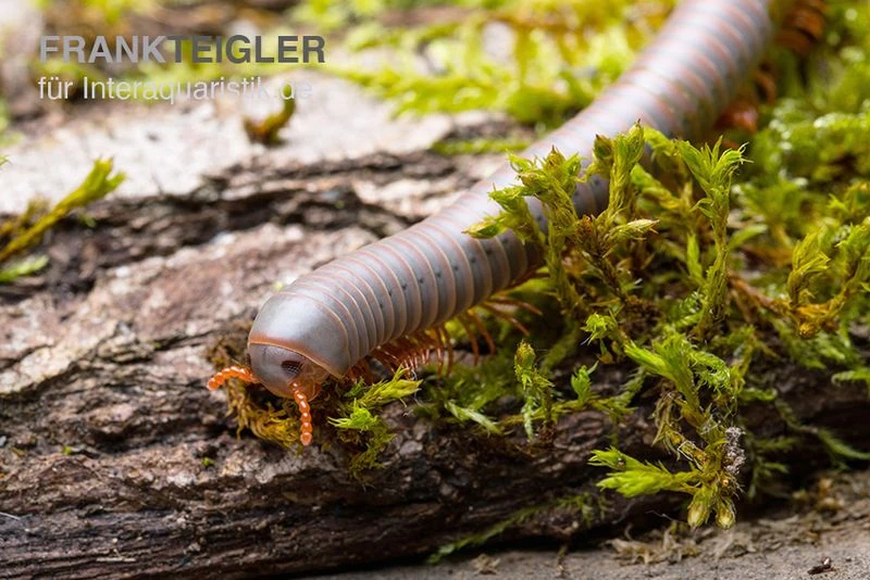 Silberner Tausendfüßer, Aulacobolus Unicatus "Silver" 3 Silberner Tausendfüßer, Aulacobolus Unicatus "Silver" – Bild 3