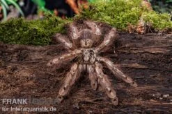 Leopardvogelspinne, Stromatopelma Calceatum XL 6 Leopardvogelspinne, Stromatopelma Calceatum XL -Terrarientier laden Stromatopelma calceatum 5