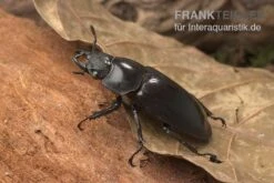 Sumatra-Hirschkäfer, Hexarthrius Mandibularis -Terrarientier laden Sumatra Hirschkaefer Hexarthrius mandibularis 2