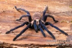 Tarantula, Ornithoctonus Sp. "Thailand" XL -Terrarientier laden Tarantula Ornithoctonus sp Thailand 3