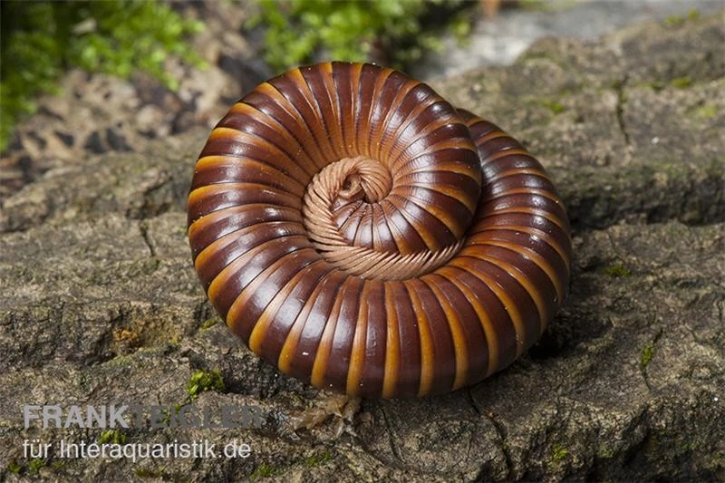 Westafrikanischer Tausendfüßer, Telodeinopus Assiensis 1 Westafrikanischer Tausendfüßer, Telodeinopus Assiensis