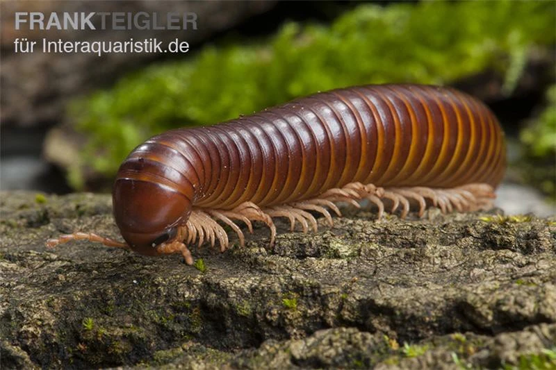 Westafrikanischer Tausendfüßer, Telodeinopus Assiensis 2 Westafrikanischer Tausendfüßer, Telodeinopus Assiensis – Bild 2