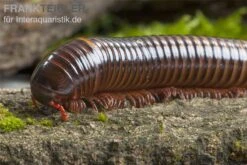 Westafrikanischer Tausendfüßer, Telodeinopus Assiensis 5 Westafrikanischer Tausendfüßer, Telodeinopus Assiensis -Terrarientier laden Telodeinopus assiensis westafrikanischer Tausendfue