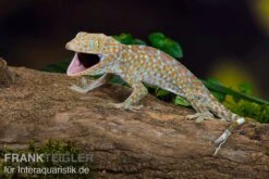 Tokeh, Gekko Gecko -Terrarientier laden Tokeh Gekko gecko 3