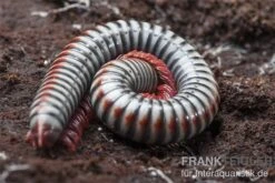 Regenbogentausendfüßer, Tonkinbolus Dollfusi -Terrarientier laden Tonkinbolus dollfusi 11
