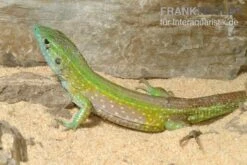 Tüpfelrennechse, Cnemidophorus Lemniscatus -Terrarientier laden Tuepfelrennechse Cnemidophorus lemniscatus 1