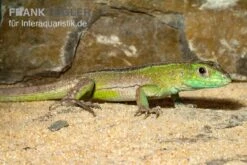 Tüpfelrennechse, Cnemidophorus Lemniscatus -Terrarientier laden Tuepfelrennechse Cnemidophorus lemniscatus 2