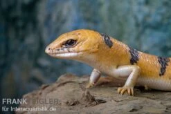 Tunesischer Nachtskink, Scincopus Fasciatus -Terrarientier laden Tunesischer Nachtskink Scincopus fasciatus 3