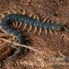 Viridis-Hundertfüßer, Scolopendra Viridis