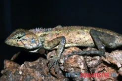 Waldgarteneidechse, Calotes Emma -Terrarientier laden Waldgarteneidechse Calotes emma2