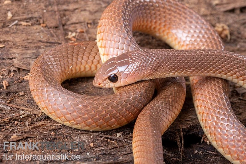 Westafrikanische Schnabelnasennatter, Rhamphiophis Oxyrhynchus 2 Westafrikanische Schnabelnasennatter, Rhamphiophis Oxyrhynchus – Bild 2