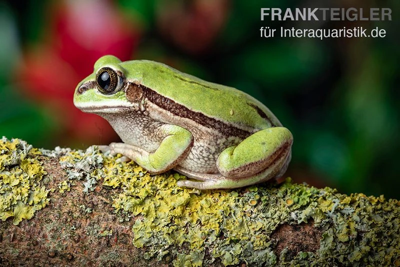 Westkamerun-Waldfrosch, Leptopelis Nordequatoriali 2 Westkamerun-Waldfrosch, Leptopelis Nordequatoriali – Bild 2