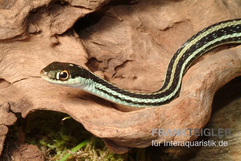 Westliche Bändernatter, Thamnophis Proximus 1 Westliche Bändernatter, Thamnophis Proximus
