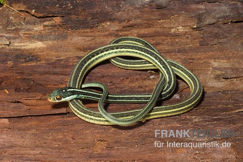 Westliche Bändernatter, Thamnophis Proximus 2 Westliche Bändernatter, Thamnophis Proximus – Bild 2