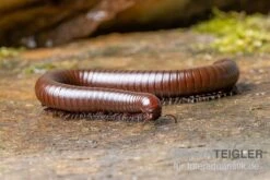 Wüsten-Tausendfüßer, Orthoporus Ornatus -Terrarientier laden Wuesten Tausendfuesser Orthoporus ornatus 3