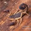 Zentralamerikanischer Bark-Skorpion, Centruroides Margaritatus