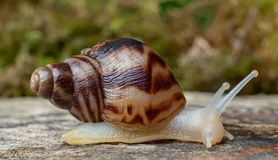 Terrarientier laden -Terrarientier laden b301861bc073fbb87be01375b02f444e